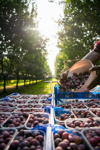 Composta di susine Ramassin 100% frutta del Piemonte. Senza zuccheri aggiunti.