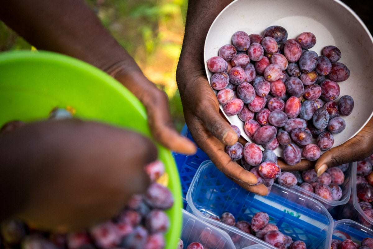 Composta di Pere, susine Ramassin e Amaretti - Senza Zuccheri aggiunti - Azienda agricola Cascina Cà Granda