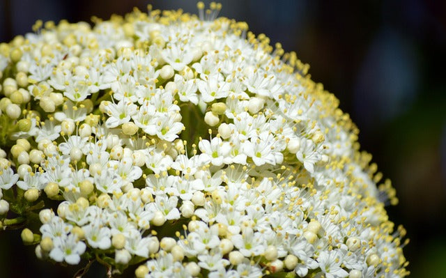 Confettura di Fragole e fiori di Sambuco - Azienda agricola Cascina Cà Granda